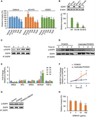 Transactivated Epidermal Growth Factor Receptor Recruitment of α-actinin-4 From F-actin Contributes to Invasion of Brain Microvascular Endothelial Cells by Meningitic Escherichia coli